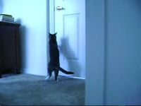Кот открывает дверь (1.9 мб)