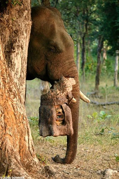 Слон-папарацци (8 фото)