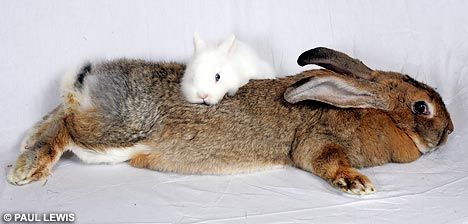 Гигантские кролики (5 фото)