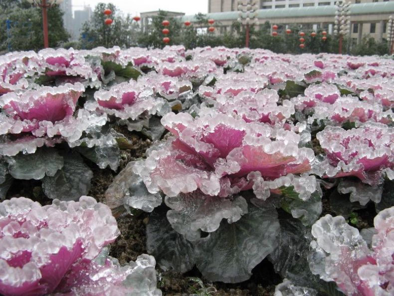 Ледяной дождь в Южном Китае (18 фото)
