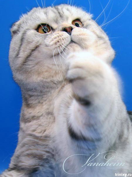 Мега-позитив! Шотландские вислоухие коты и котята (85 фото)
