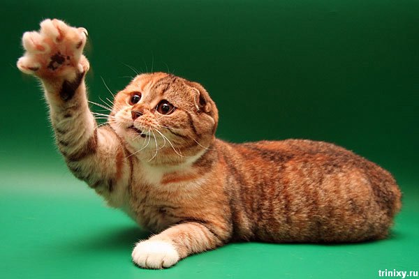 Мега-позитив! Шотландские вислоухие коты и котята (85 фото)