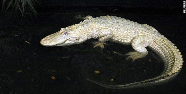Данди и крокодил (4 фото)