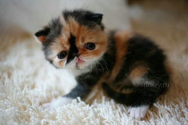 Самый очаровательный котенок в мире (15 фото)