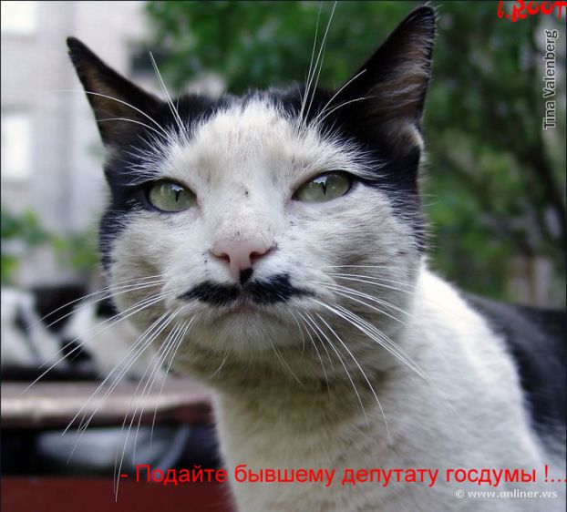 Раритетный пост. Говорящие коты из прошлого (35 картинок)