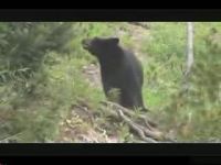 Любопытный медведь (3.1 мб)