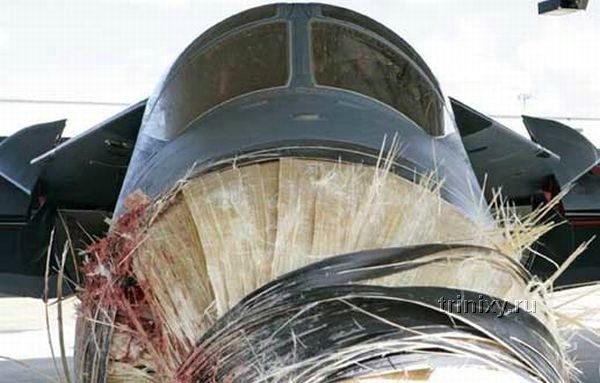 В Австралии истребитель столкнулся с пеликаном (5 фото)
