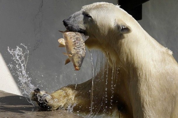 Уроки рыбалки для медвежат (7 фото)