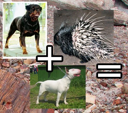 Собаки vs дикобразы (7 фото)