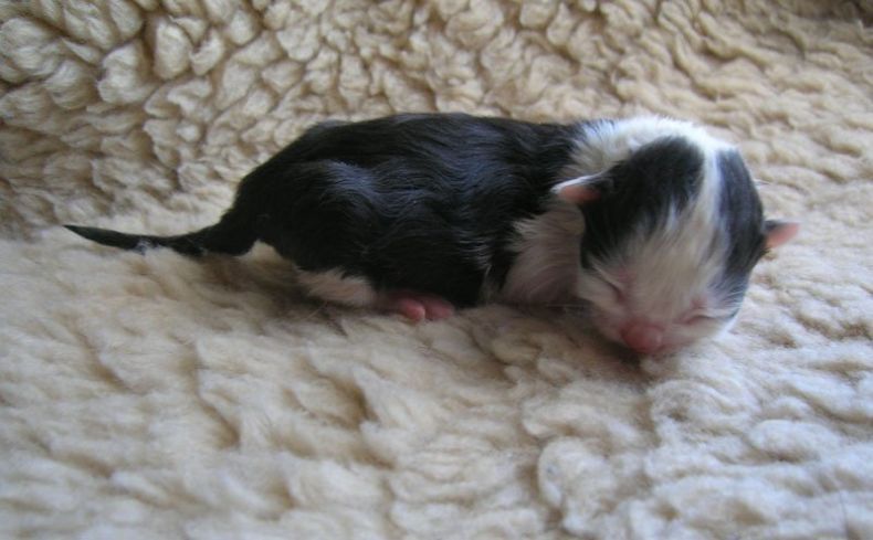 Котята которые только что родились. Котята которые только что родились. Новорожденные котята. Новорожденные котята вислоухие. Маленькие котята которые только родились.