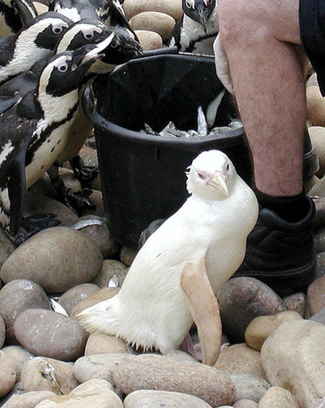Альбиносы в мире животных (20 фото + видео)