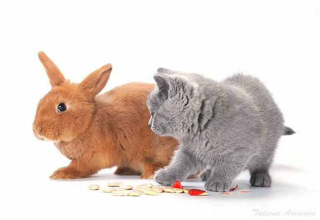 Позитивище дня! Крольчяче-кошачий роман (19 фото)