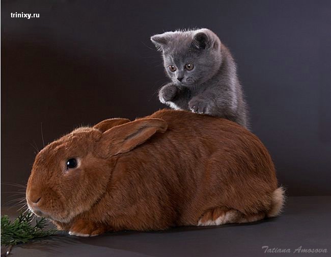 Позитивище дня! Крольчяче-кошачий роман (19 фото)
