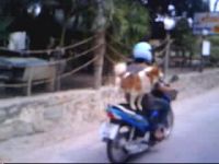 Собака на мотоцикле. Забавно (1.1 мб)