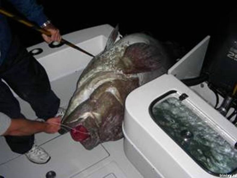 Мега-улов! 160-килограммовый морской окунь (5 фото)