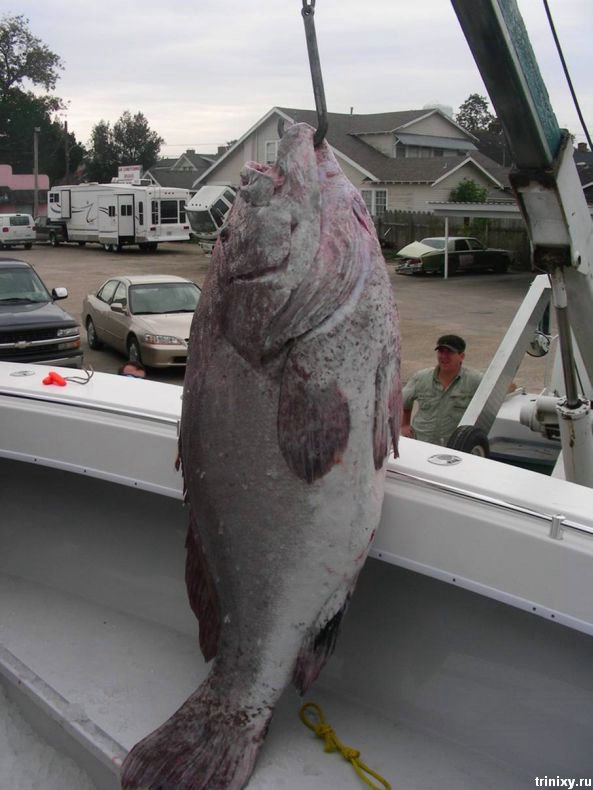 Мега-улов! 160-килограммовый морской окунь (5 фото)