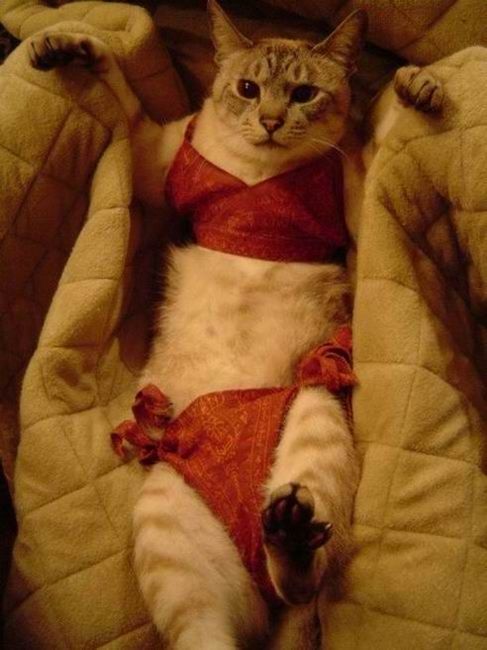Одетые коты (32 фото)