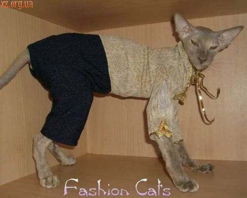 Одетые коты (32 фото)