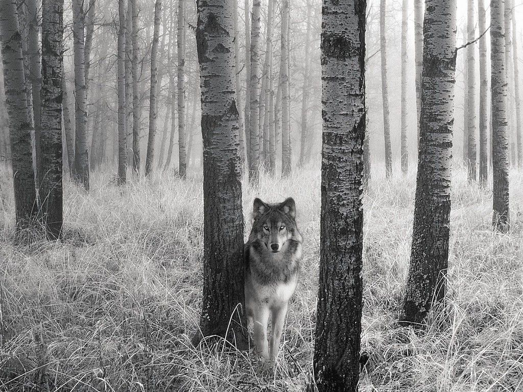 Волки (48 фото)