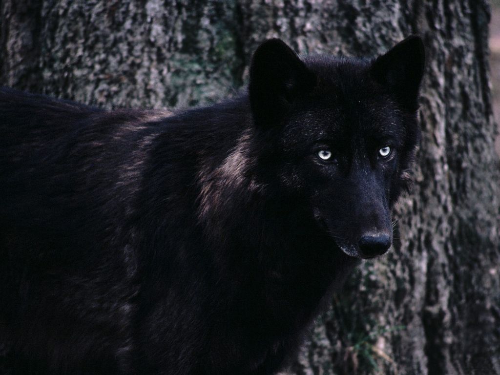Волки (48 фото)