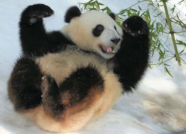 Самая смешная панда (6 фото)