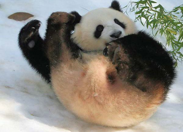Самая смешная панда (6 фото)