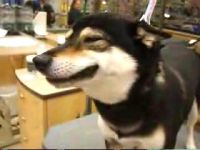 Собака, которая умеет улыбаться (0.7 мб)