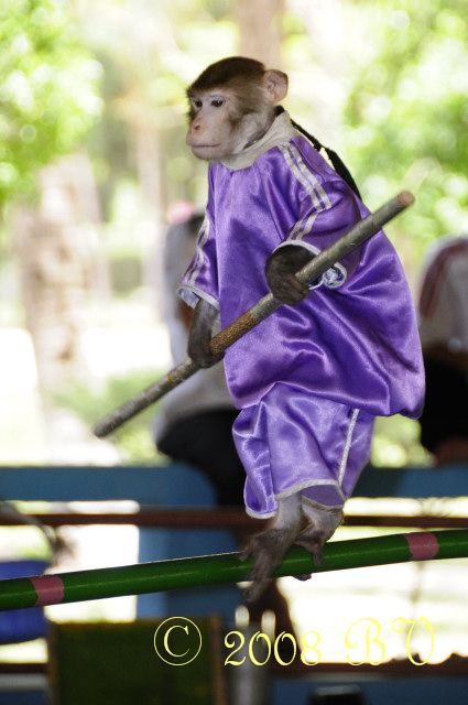 Классная обезьянка (8 фото)