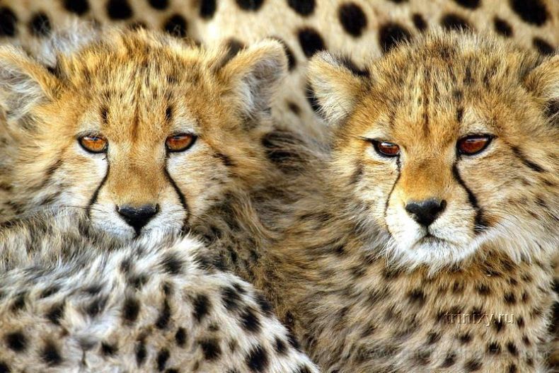Красивые фотографии животных и природы (36 штук)