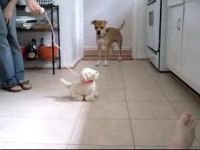 Пес против игрушечной собаки (4.7 мб)