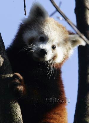 Красная малая панда (27 фото)