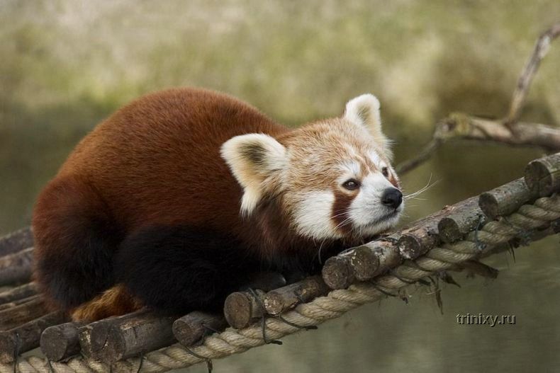 Красная малая панда (27 фото)