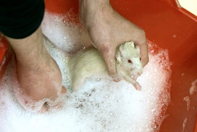 Купание крысы (16 фото)