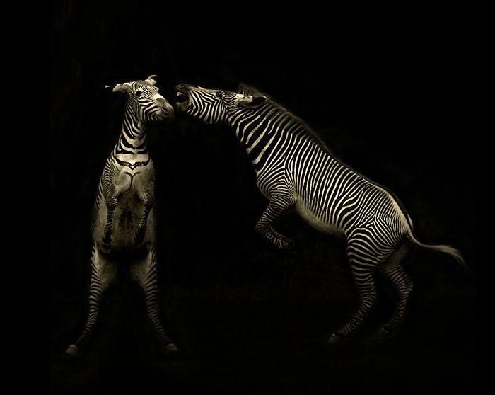 Потрясающие фотографии Африки от Marina Cano (71 штука)