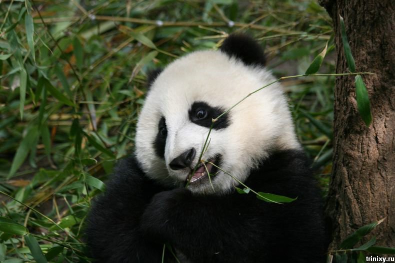 Фотосессия забавной панды (36 фото)