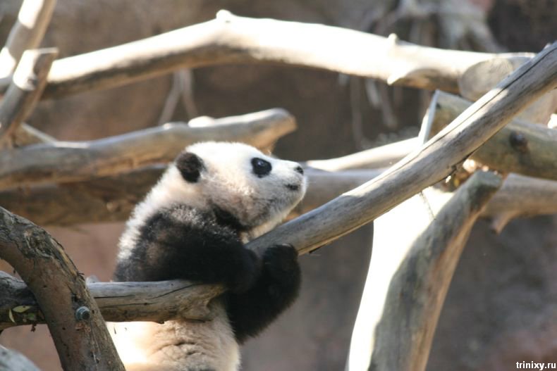 Фотосессия забавной панды (36 фото)
