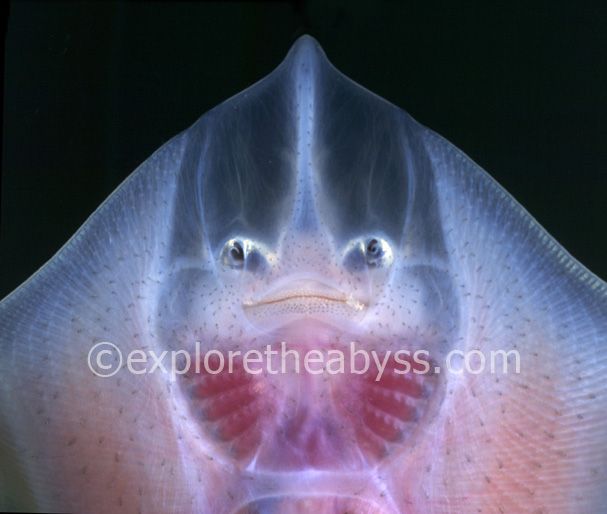 Уникальные глубоководные рыбы (46 фото)