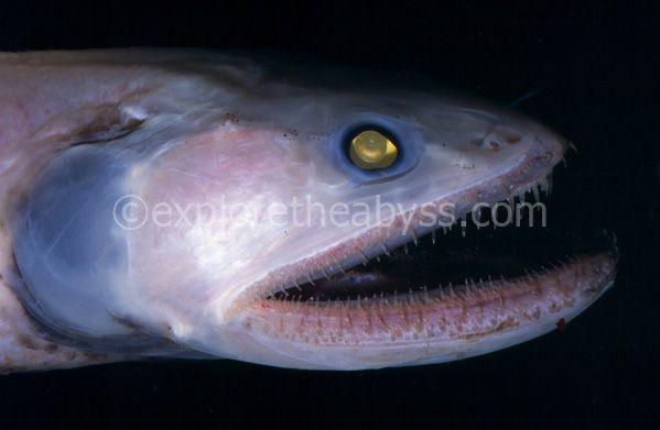 Уникальные глубоководные рыбы (46 фото)