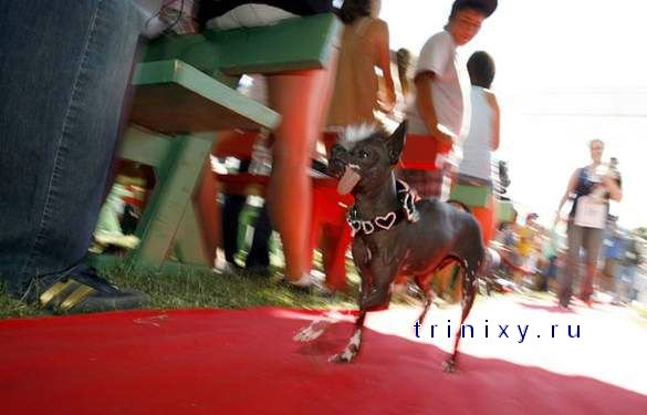 Самая уродливая собака - 2008 (37 фото)