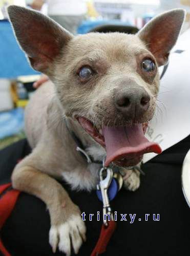 Самая уродливая собака - 2008 (37 фото)