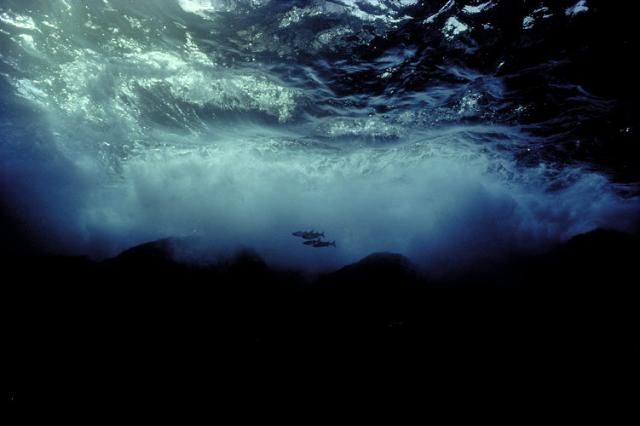 Очень красивые фотографии подводного мира (105 штук)