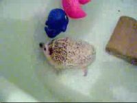 Ежик в ванной. Ему очень нравится плавать (17.7 мб)