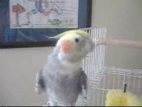 Прикольный попугай. Он умеет насвистывать песни (2.5 мб)
