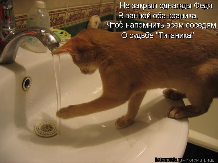 Дали горячую. Кот в ванной с надписью. Кот моется в ванной прикол. Кот в ванной прикол. Приколы с надписями в ванной.