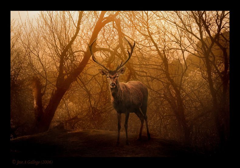 Животные и природа от Jose A Gallego (62 фото)