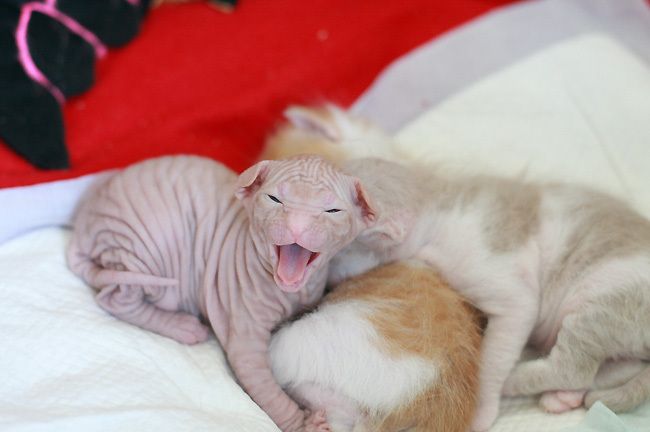 Позитив дня! Уматовые котята (6 фото)