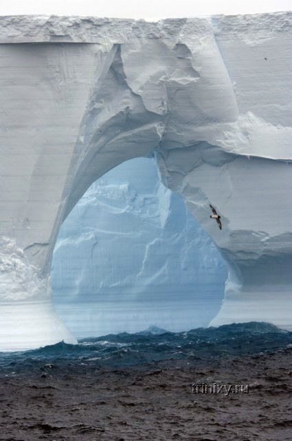 Антарктика и ее обитатели (31 фото)