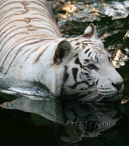 Белые тигры (41 фото)