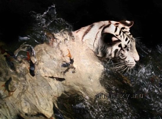 Белые тигры (41 фото)