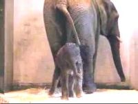 Как маленький слоненок учился ходить (0.8 мб)